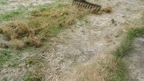 Rake pulling dry grass thatch across bare patch of lawn Stock Footage 341407086