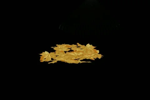 Rake Transition Video stock 10870607