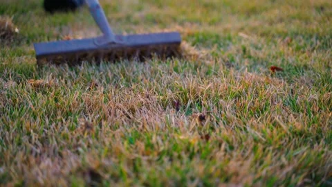 A rake is used to comb the lawn grass free of dry grass after winter. A gardener Stock Footage 311404462