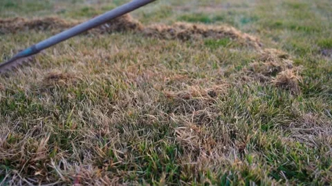 A rake is used to comb the lawn in the spring after winter. Clearing the lawn of Stock Footage 312195683
