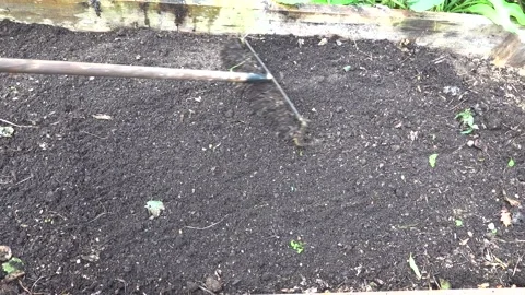 Rake the vegetable garden to level it and clean it of leaves and plants. Stock Footage 255227286