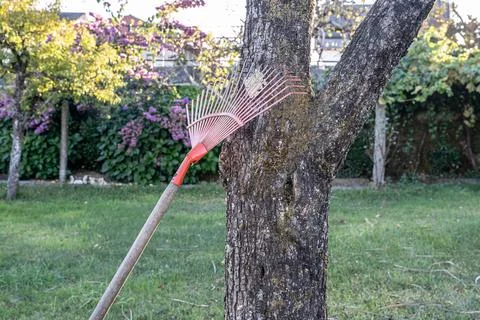 Rake vs. Tree Stock Photos