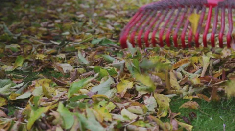 Raking Autumn leaves Stock Footage 32168226