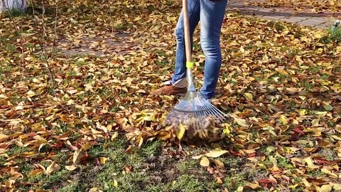 Raking autumn leaves Stock Footage 80907996