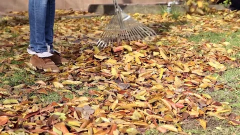 Raking autumn leaves Stock Footage 80908126