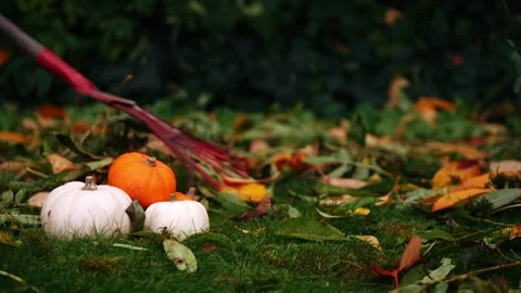 Raking autumn leaves in pumpkin patch Stock Footage 255234606