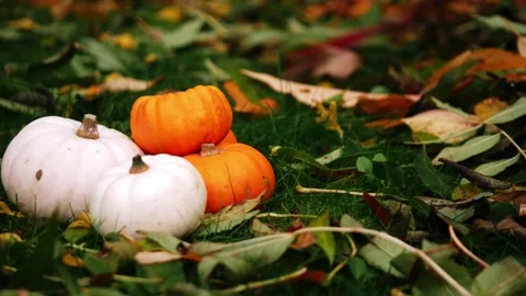 Raking autumn leaves in pumpkin patch Stock Footage 255312720