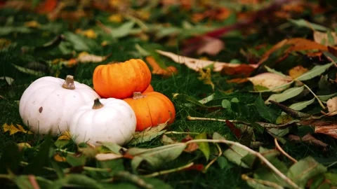 Raking autumn leaves in pumpkin patch Stock Footage 256631492