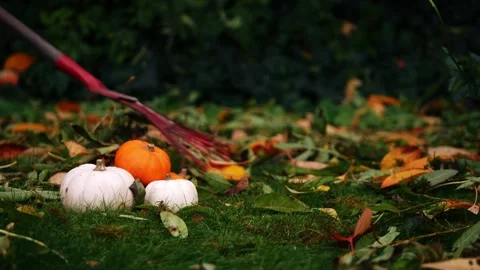Raking autumn leaves in pumpkin patch Stock Footage 258227407