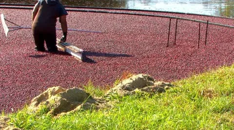 Raking cranberries Stock Footage 10146540
