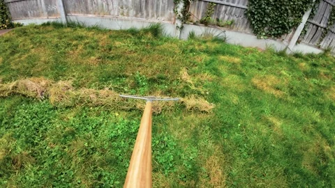 Raking cut grass across backyard lawn with wooden rake near fence. Garden Stock-Footage 333314842
