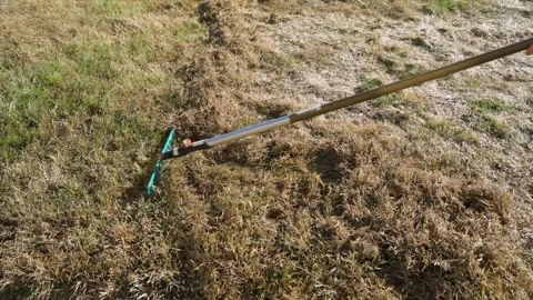 Raking dry dead grass from lawn with fan rake close-up Stock Footage 342604375