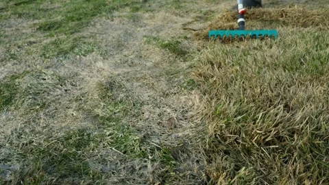 Raking dry grass and dead thatch from lawn with rake in spring 库存影片 337866897