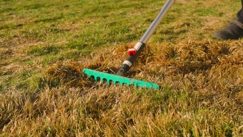 Raking dry grass and thatch from a lawn with a garden rake close-up Stock-Footage 342812290