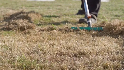 Raking dry grass and thatch from a lawn in spring. Scarifying damaged turf with Vidéo 342913293