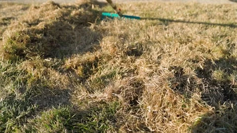 Raking dry grass and thatch from a lawn in spring. Scarifying damaged turf with Vidéo 342913295