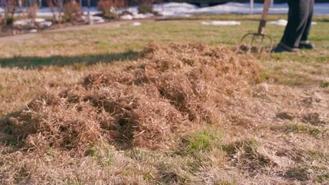 Raking dry grass and thatch from a lawn in spring. Scarifying damaged turf with Vidéo 342913301