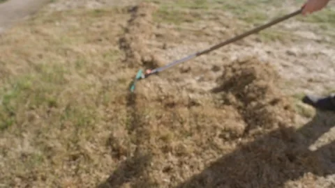 Raking dry grass and thatch from a lawn in spring. Scarifying damaged turf with Vidéo 342913316