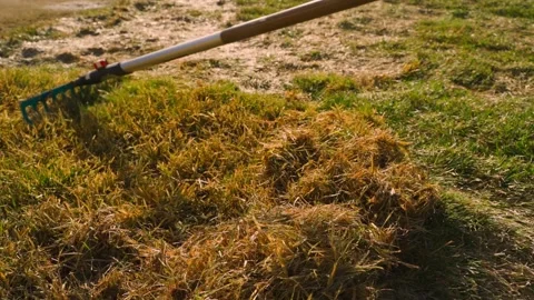 Raking dry grass and thatch from a lawn in spring. Scarifying damaged turf with Vidéo 342913380