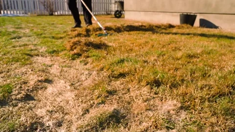 Raking dry grass and thatch from the lawn in spring. Person scarifying yellow Vidéo 343239434