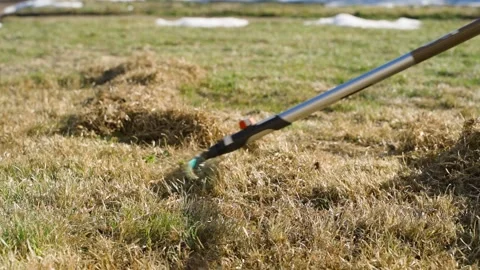 Raking dry grass and thatch from the lawn in spring. Person scarifying yellow Vidéo 343239474