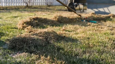 Raking dry grass thatch from lawn with fan rake in spring Stock Footage 341407022