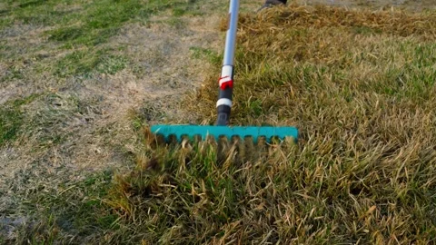Raking dry grass thatch from lawn with metal rake top view Stock Footage 341749384