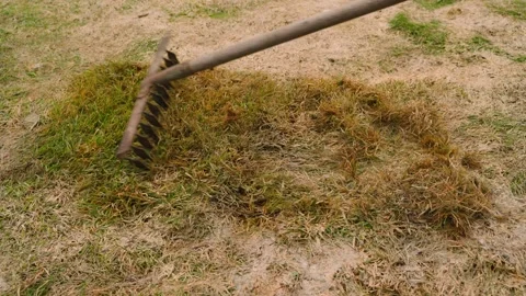 Raking dry grass thatch from lawn with metal rake top view Stock Footage 341749437