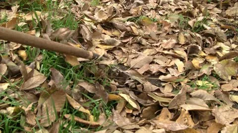 Raking dry leaves Stock Footage 12423793