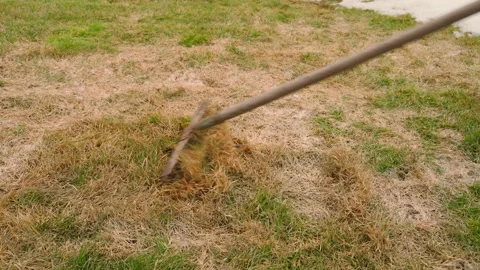 Raking dry thatch from a lawn in early spring close-up. Garden rake pulling dead Vidéo 342913472