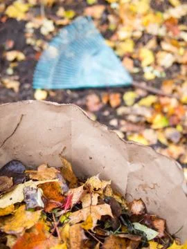 Raking fall leaves Foto stock