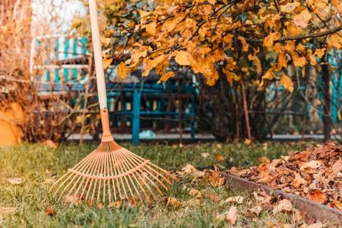 Raking fall leaves with rake in the yard Stock Photos