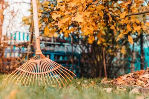 Raking fall leaves with rake in the yard Stock Photos