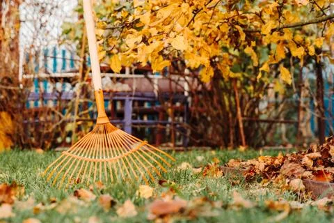 Raking fall leaves with rake in the yard Stock Photos