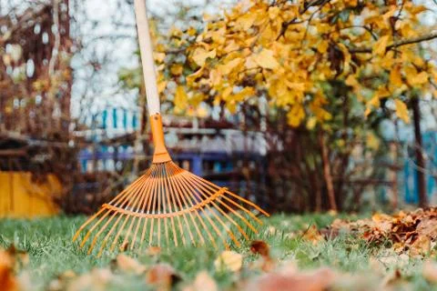 Raking fall leaves with rake in the yard. Spring cleaning lawn. Garden seasonal  Stock Photos