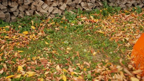 Raking of the falling leaves. Stock Footage 165094477