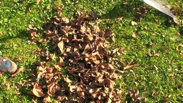 Raking foliage Stock Footage 85690600