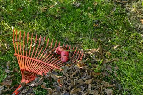 Raking grass in the garden with a red rake for sweeping leaves Foto stock