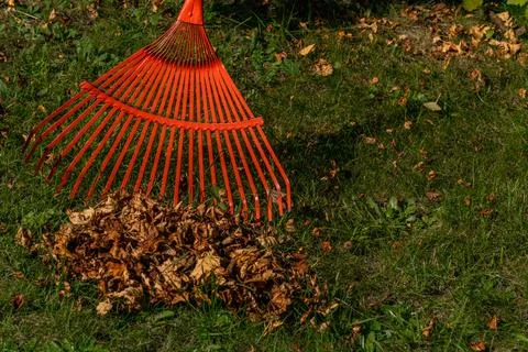 Raking grass in the garden with a red rake for sweeping leaves Foto stock