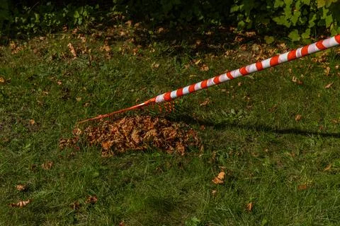 Raking grass in the garden with a red rake for sweeping leaves Foto stock