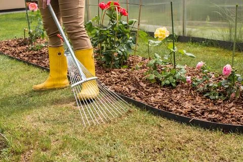 Raking grass in spring Stock Photos