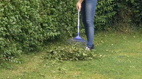 Raking up hedge clippings Stock Footage 46725929