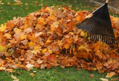 Raking leaf pile Foto stock