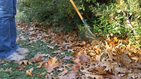 Raking leaves from around a bush 4K Stock Footage 120302953