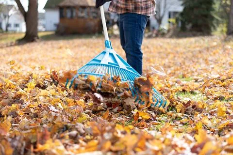 Raking leaves in the backyard on a fall day Stock Photos