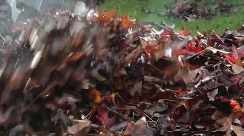Raking Leaves in the Fall Stock Footage 17944481