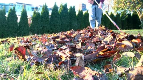 Raking leaves Stock Footage 9639362