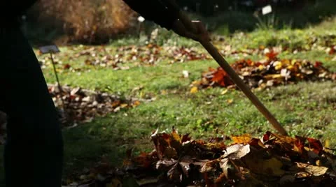Raking leaves 库存影片 11482753