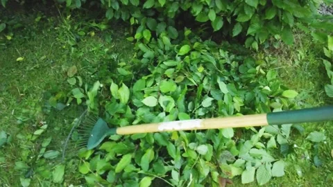 Raking the leaves Stock-Footage 197073778