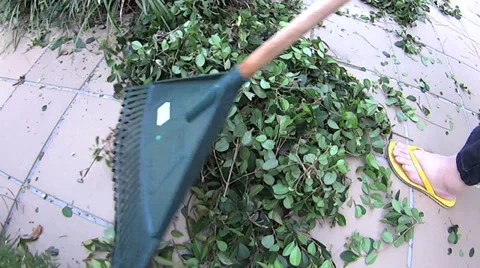Raking Leaves In Garden Stock Footage 36613311
